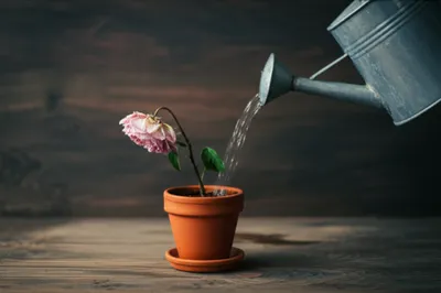 Illustration patient - Image 1