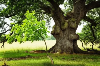 Illustration bowed - Image 1