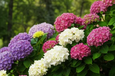 Illustration rhododendrons - Image 1