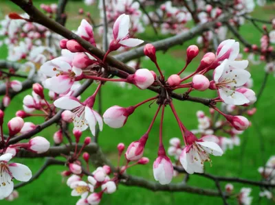 Illustration blossom - Image 1