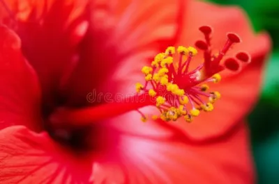 Illustration stamens - Image 1