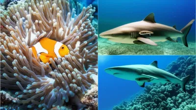 Illustration symbiosis - Image 1