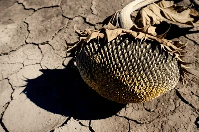 Illustration wither - Image 1