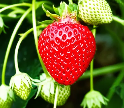 Illustration ripest - Image 1