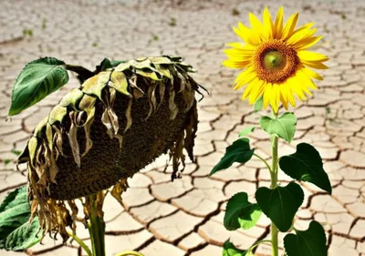 Illustration weakest - Image 1