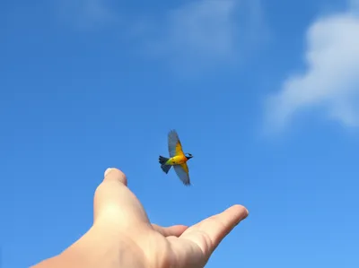 Illustration forego - Image 1