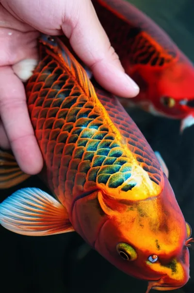 Illustration scales - Image 1