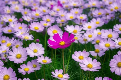 Illustration differential - Image 1