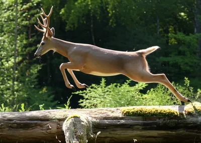 Illustration doe - Image 1