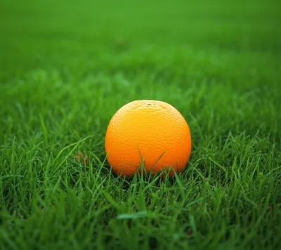 Illustration wholes - Image 1