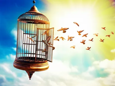 Illustration freeing - Image 1