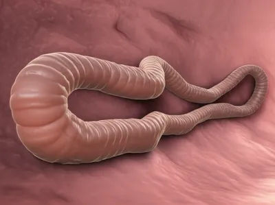 Illustration taenia - Image 1