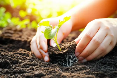 Illustration introduce - Image 1