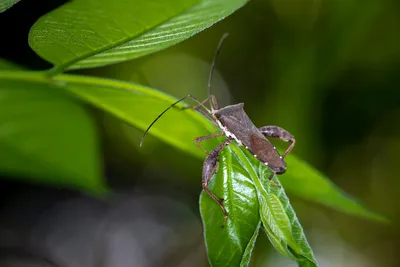 Illustration sapped - Image 2