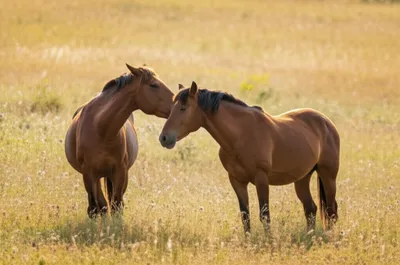 Illustration mated - Image 1