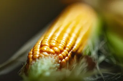 Illustration dents - Image 1