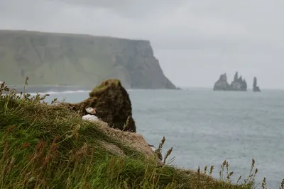 Illustration auk - Image 2