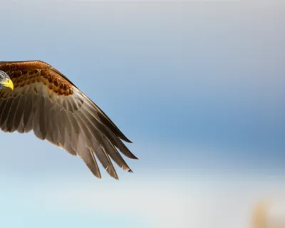 Illustration flexures - Image 1