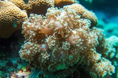 Illustration zooids - Image 1