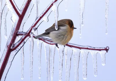 Illustration nips - Image 1