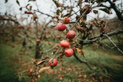 Illustration blights - Image 1