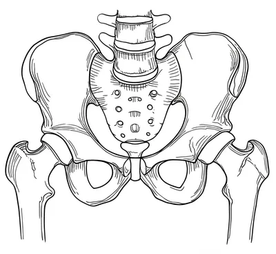 Illustration pelvic