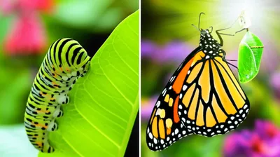 Illustration transitioned