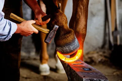 Illustration horseshoes - Image 1