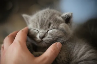 Illustration paddled - Image 1