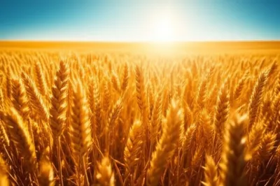 Illustration ackers - Image 1