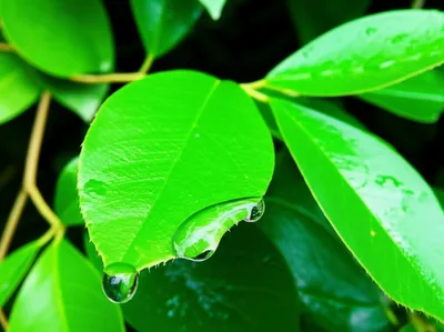 Illustration repellent - Image 1