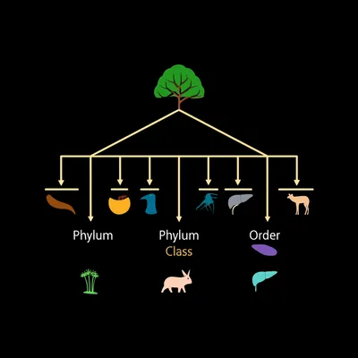 Illustration class - Image 1