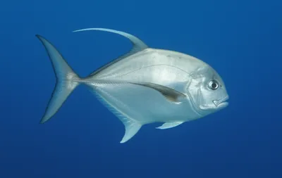 Illustration dolphins - Image 1