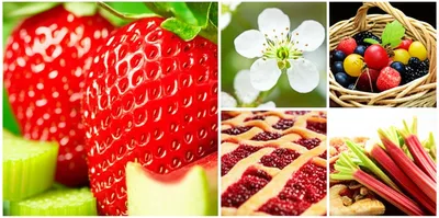 Illustration fruits - Image 1