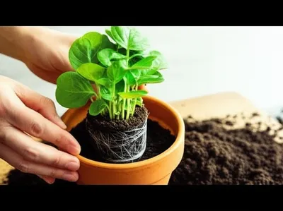 Illustration pots - Image 1