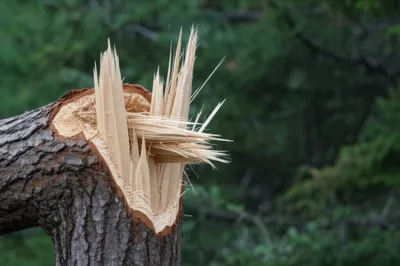 Illustration machete - Image 1