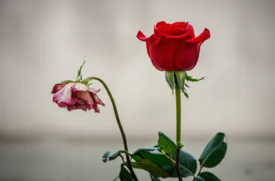 Illustration declines - Image 1