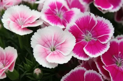 Illustration pinks - Image 1