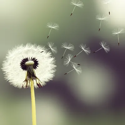 Illustration wish - Image 1