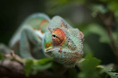 Illustration nictitating