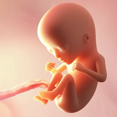 Illustration fetuses - Image 1