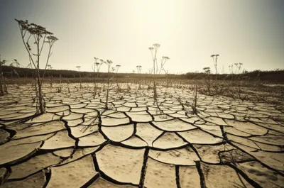 Illustration fallow - Image 1