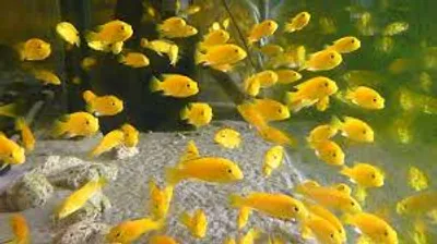 Illustration fry - Image 2