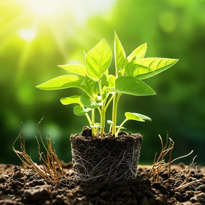 Illustration thrived