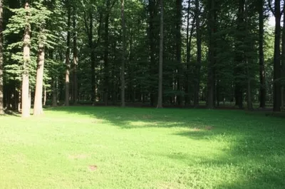 Illustration clearing - Image 1