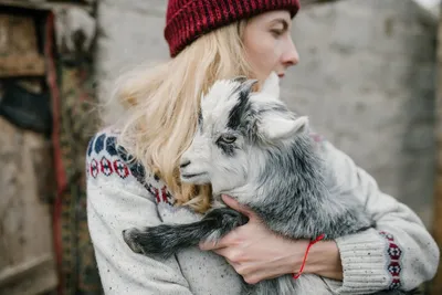 Illustration trotters - Image 2