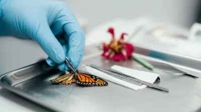 Illustration callousness