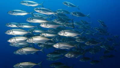 Illustration herring - Image 1