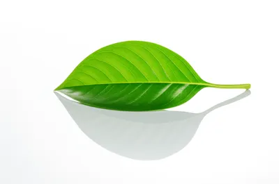 Illustration spotless