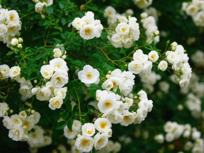 Illustration alba - Image 1